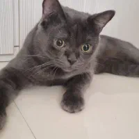 گربه اسکاتیش