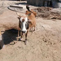 فروش یک راس گاو شیری