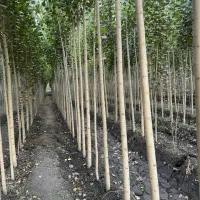 نهال صنوبر نیگرا سریع‌ترین راه برای درآمدزایی|خدمات باغبانی و درختکاری|اردبیل, |دیوار