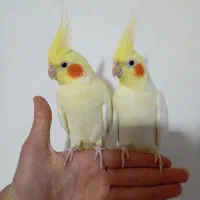 یه جفت عروس هلندی وبا دوتا جوجه