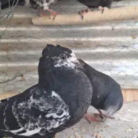 کبوتر جوجه|پرنده|اصفهان, عاشق‌آباد|دیوار