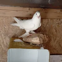 کبوتر