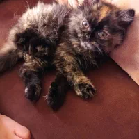 گربه پرشین ماده
