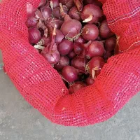 پیاز ریز کیلوی10هزار پیاز درشت کیلوی15هزار|خوردنی و آشامیدنی|شاهین دژ, |دیوار