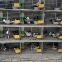 کفتر مایه  خال قدیم  گنجه بر|پرنده|تهران, تهرانپارس شرقی|دیوار