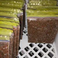 آرتمیا غذای ماهی دیسکس،پلنت،آکواریوم|ماهی|اصفهان, شهرک کوثر|دیوار