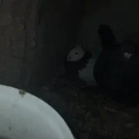 کفتر|پرنده|نرماشیر, |دیوار