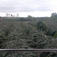 زمین باغی و ویلا سند دار|فروش خانه و ویلا|واجارگاه, |دیوار