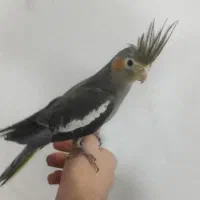 جوجه عروس هلندی های نر و ماده رام دستی|پرنده|پاکدشت, پاکدشت (مامازند)|دیوار