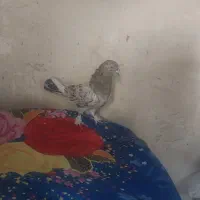 نر سرورکفتر پرشی
