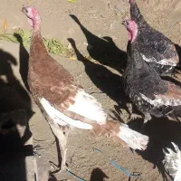 بقلمون برنز و بربون