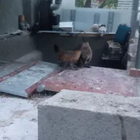 مرغ سابیل پوت