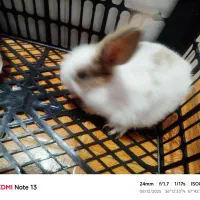 خرگوش زیبا باهوش