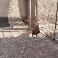 کفتر|پرنده|اقبالیه, |دیوار