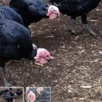 فروش‌چندعددبوقلمو