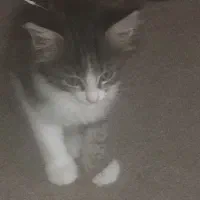 واگذاری بچه کربه۳.ماه خانگی