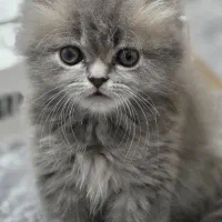 گربه بریتیش سیلور بلو