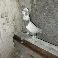 کفتر یا کبوتر راعبی