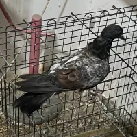 کبوتر سرور جوان|پرنده|ساری, |دیوار