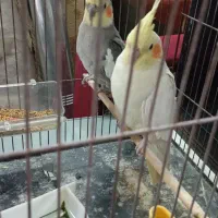 عروس هلندی البینو نردستی|پرنده|قم, انسجام|دیوار