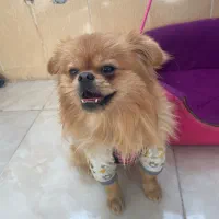 پامرین پیکنز