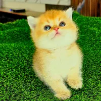 بچه گربه بریتیش
