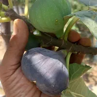 درخت انجیر سیاه مصری