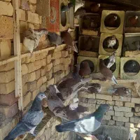 کفتر|پرنده|یزد, |دیوار