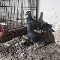 جوجه جوانه سه پری جان آردن خط خون خالص|پرنده|بهنمیر, |دیوار