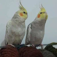 عروس هلندی نر و ماده