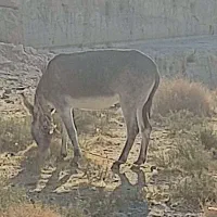 الاغ|حیوانات مزرعه|شیراز, داریون|دیوار