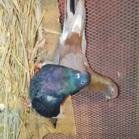 چندجفت سرخ و زرهی|پرنده|بابل, |دیوار