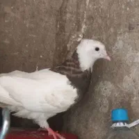 طوقی
