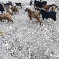 گوشت کهره عراقی گوشت اشکالی