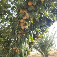 فروش باغ ۴ ساله با انواع درختان، جباراباد دینور|فروش دفتر صنعتی، کشاورزی، تجاری|سنقر, |دیوار