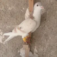 ساده هفت رنگ|پرنده|نیشابور, شهید بهشتی|دیوار