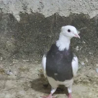 کبوتر طوقی|پرنده|پاکدشت, پاکدشت (مامازند)|دیوار