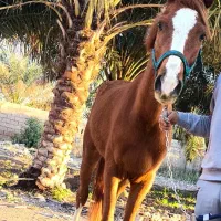 شادگان