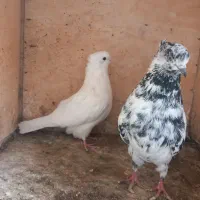 کبوتر|پرنده|شاهرود, |دیوار