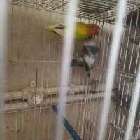 مولد کار داده طوطی برزیلی|پرنده|شاهرود, |دیوار