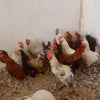 فروش خروس بومی