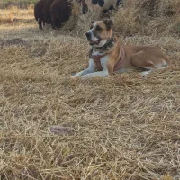سگ گله ای
