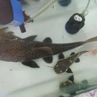 ردتیل یاپنگوسی