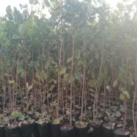 فروش نهال پسته 8ماهه باپایه بادامی زرند