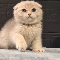 اسکاتیش cy12 حرفه‌ای