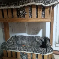 جاسیب زمینی وپیاز