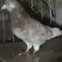 کبوترغریبگیری|پرنده|آمل, |دیوار