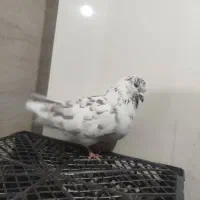 کبوتر گرفتنی جنازه