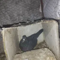 ماده پلنگ سرسیاه