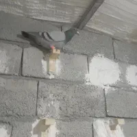 ۷عدد کبوتر|پرنده|زرند, |دیوار